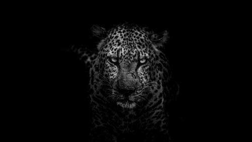 leopard predator muzzle bw 119486 1920x1080