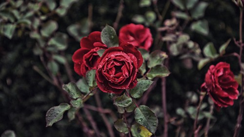 rose drops bud bush blur 118639 1920x1080