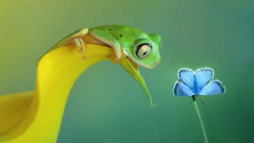 curiosity butterfly frog flower 93791 1920x1080